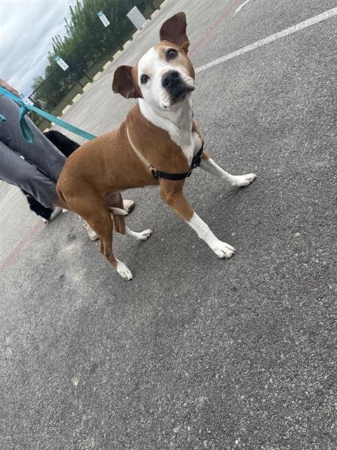 JOY, a dog for adoption from San Antonio Animal Care Services