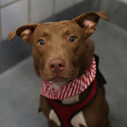 LUCIAN, a dog for adoption from San Antonio Animal Care Services