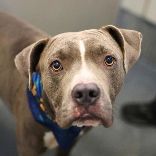 KYLO, a dog for adoption from San Antonio Animal Care Services