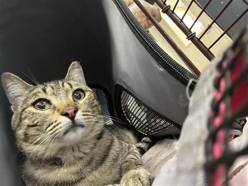 SPENCER, a cat for adoption from San Antonio Animal Care Services