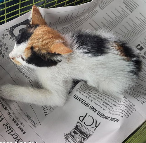 PENNI, a cat for adoption from San Antonio Animal Care Services