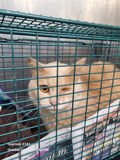 PUMPKIN, a cat for adoption from San Antonio Animal Care Services