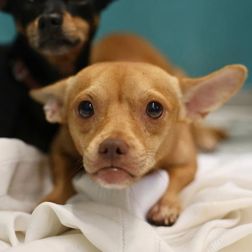 BRUTIS, a dog for adoption from San Antonio Animal Care Services