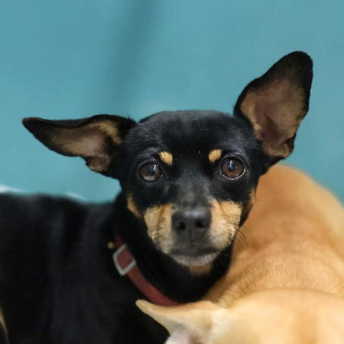 CAMELIA, a dog for adoption from San Antonio Animal Care Services