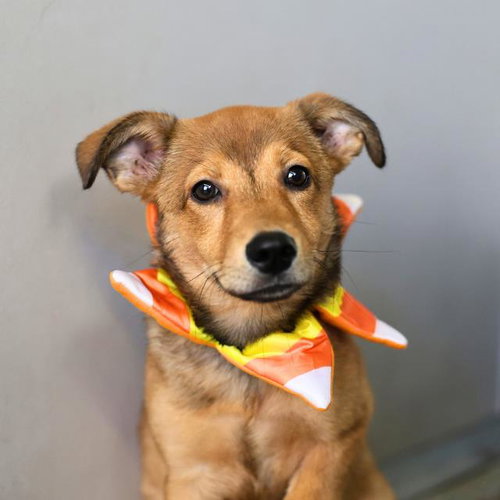 GINNY LOU, a dog for adoption from San Antonio Animal Care Services
