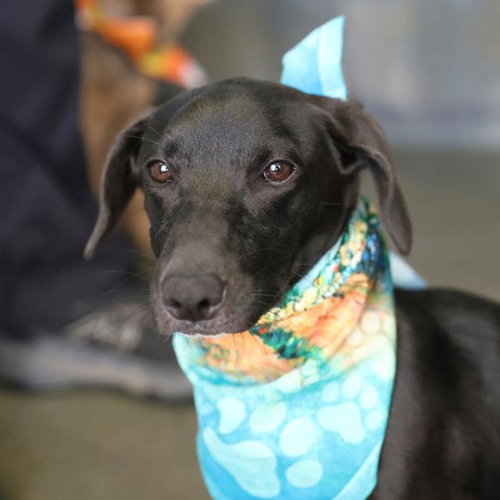 ROCKY, a dog for adoption from San Antonio Animal Care Services
