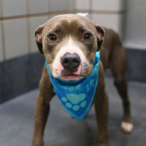PUPKIN SPICE, a dog for adoption from San Antonio Animal Care Services