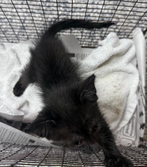 ABERRATION, a cat for adoption from San Antonio Animal Care Services