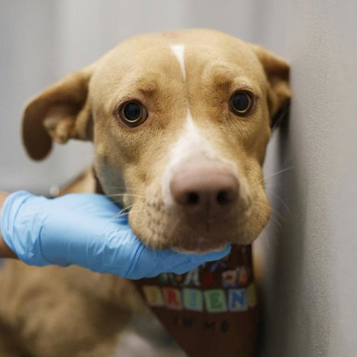 BEANS MAGOO, a dog for adoption from San Antonio Animal Care Services