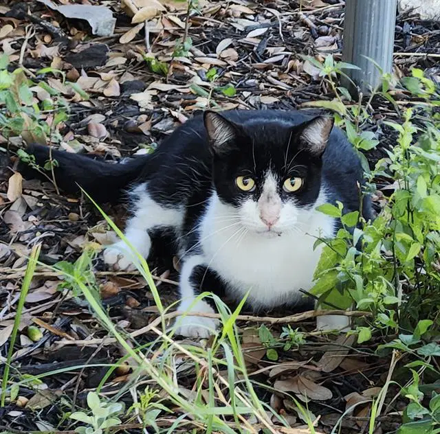 Scooter - Domestic Short Hair