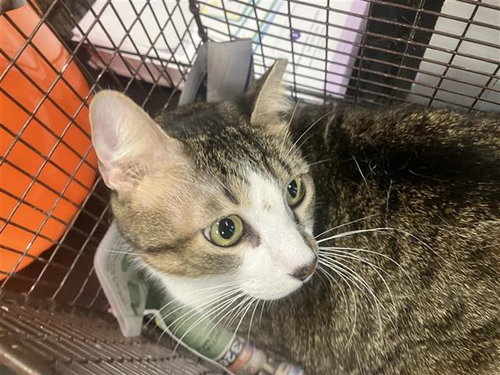 NUGGIE, a cat for adoption from San Antonio Animal Care Services