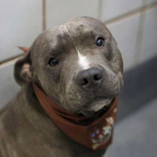 JOEY BRAKES, a dog for adoption from San Antonio Animal Care Services