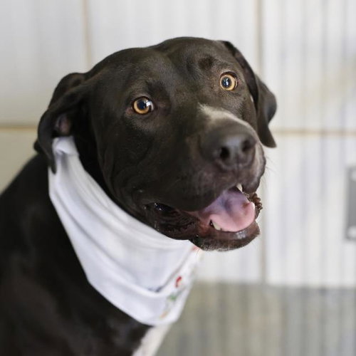 BUBBA, a dog for adoption from San Antonio Animal Care Services