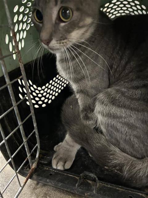 LEONA, a cat for adoption from San Antonio Animal Care Services