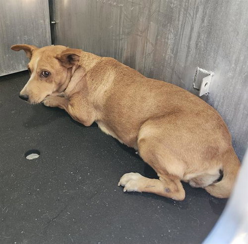 A829058, a dog for adoption from San Antonio Animal Care Services