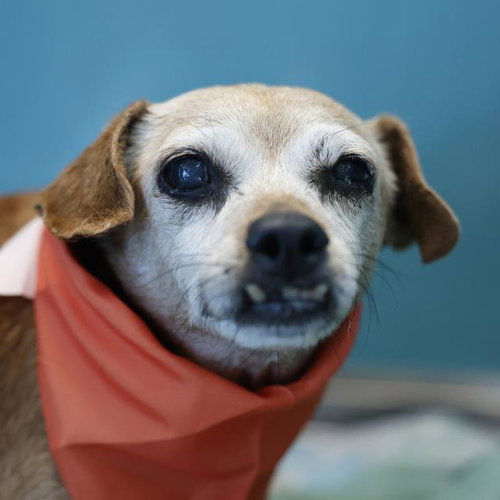 DOLORES, a dog for adoption from San Antonio Animal Care Services