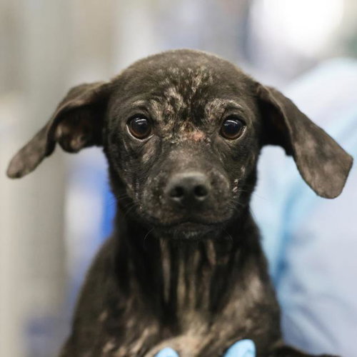 SCARLET, a dog for adoption from San Antonio Animal Care Services