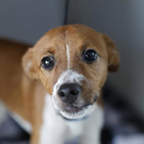 NE-YO, a dog for adoption from San Antonio Animal Care Services