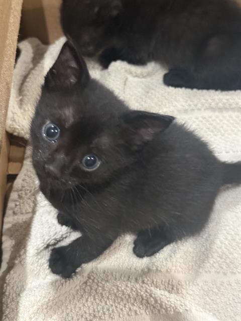 MILO, a cat for adoption from San Antonio Animal Care Services
