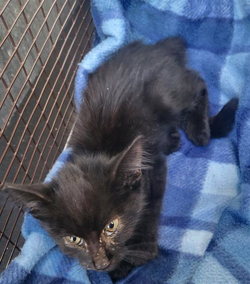 MICHAEL MEOWERS, a cat for adoption from San Antonio Animal Care Services