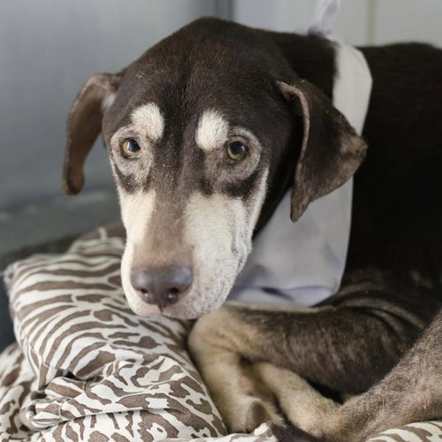 ROGER, a dog for adoption from San Antonio Animal Care Services