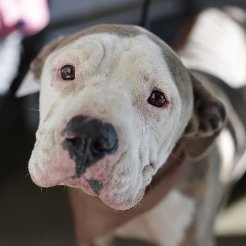 MODELO, a dog for adoption from San Antonio Animal Care Services