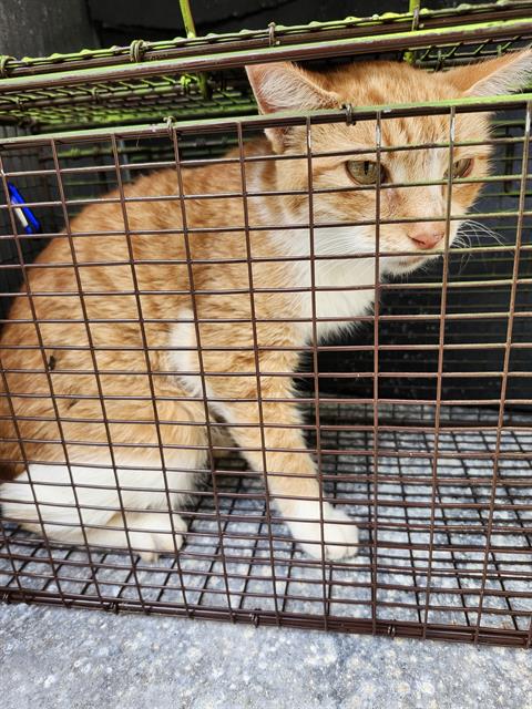 LOUIS, a cat for adoption from San Antonio Animal Care Services