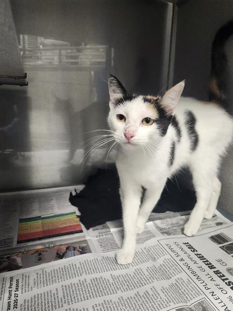 SADIE, a cat for adoption from San Antonio Animal Care Services