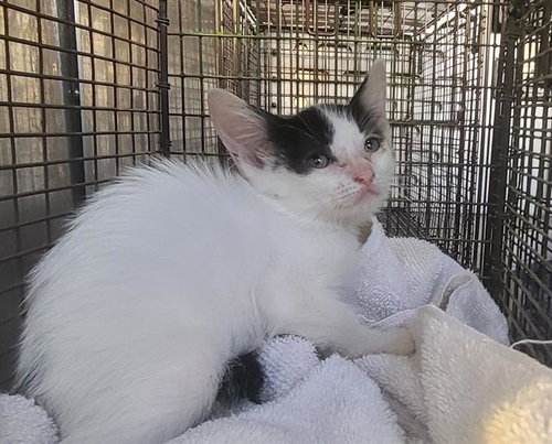 GRIM REAPURR, a cat for adoption from San Antonio Animal Care Services