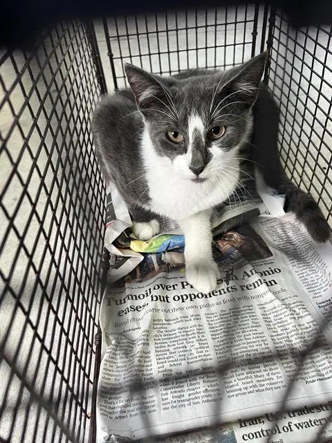 Bailey - Domestic Short Hair
