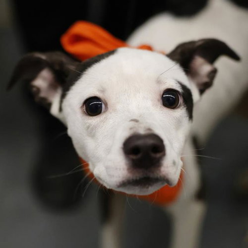 CECILIA, a dog for adoption from San Antonio Animal Care Services