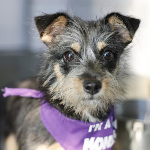 LOLA, a dog for adoption from San Antonio Animal Care Services