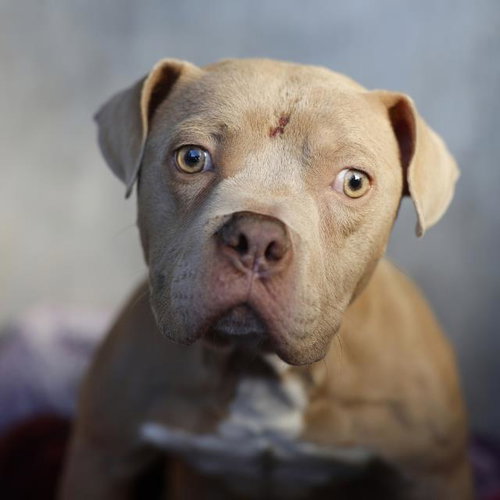 KNIGHT, a dog for adoption from San Antonio Animal Care Services