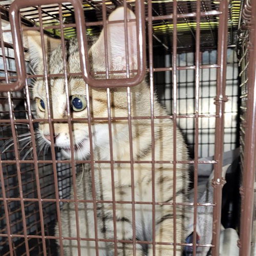 A829166, a cat for adoption from San Antonio Animal Care Services