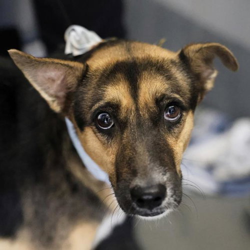 MAX, a dog for adoption from San Antonio Animal Care Services