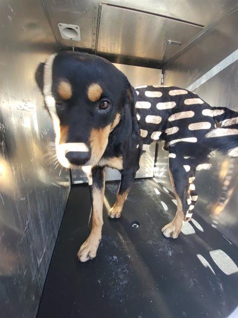 DUKE, a dog for adoption from San Antonio Animal Care Services