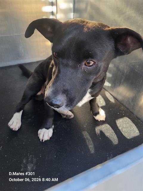 ROGER, a dog for adoption from San Antonio Animal Care Services