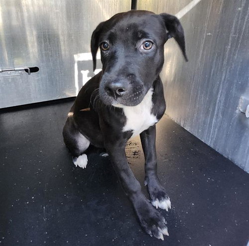 PETUNIA, a dog for adoption from San Antonio Animal Care Services