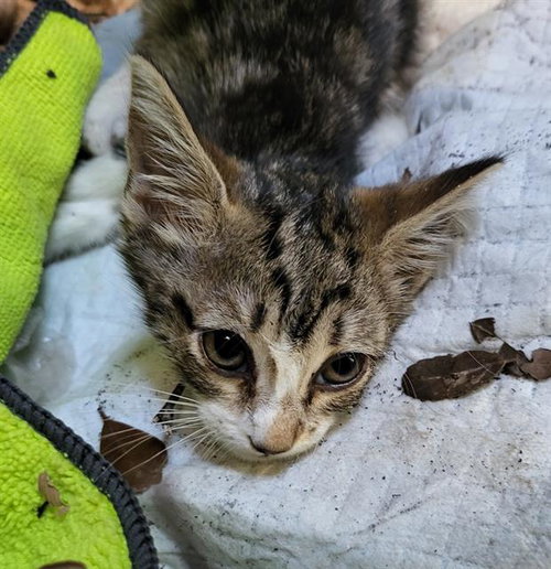 CAPRESE, a cat for adoption from San Antonio Animal Care Services
