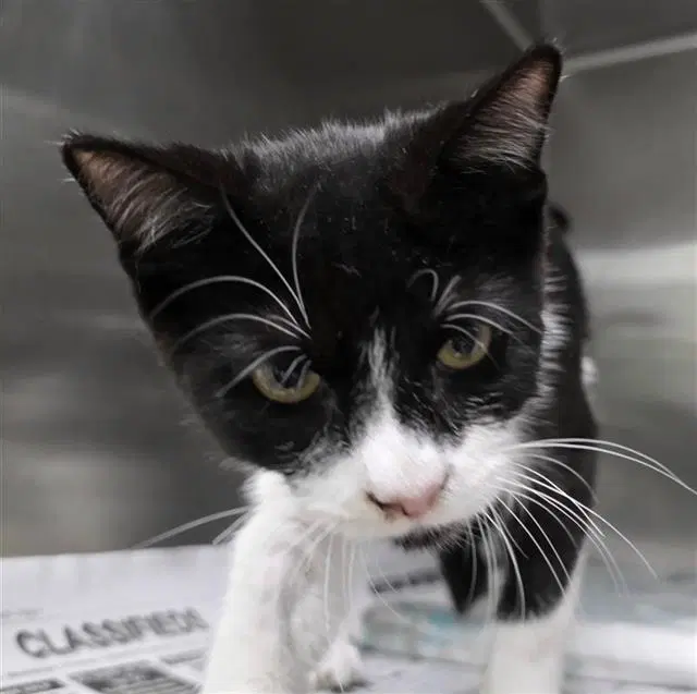Silvestre - Domestic Short Hair
