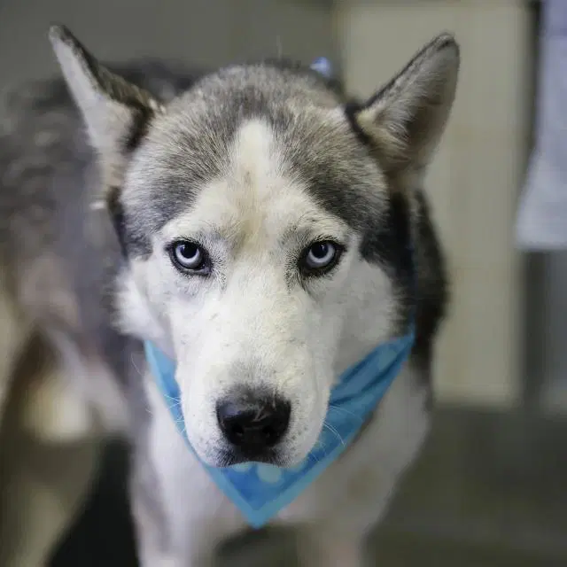 Wombat - Husky