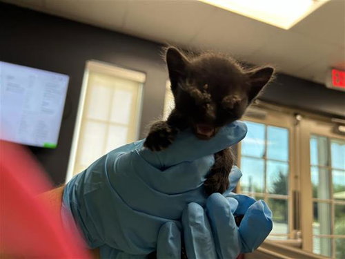 BARRY, a cat for adoption from San Antonio Animal Care Services