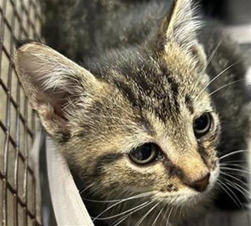 BUBBA, a cat for adoption from San Antonio Animal Care Services