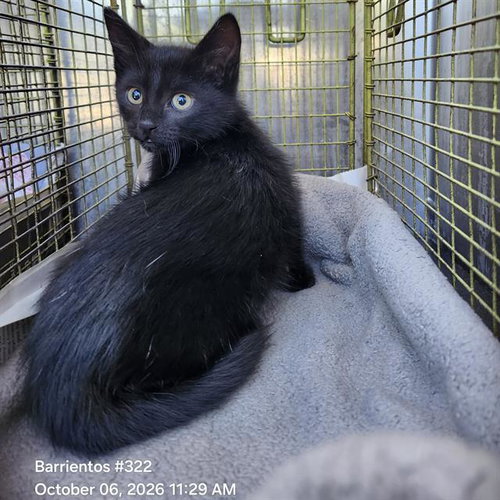 SALEM, a cat for adoption from San Antonio Animal Care Services