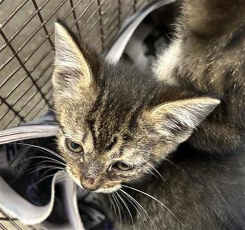 BERTHA, a cat for adoption from San Antonio Animal Care Services