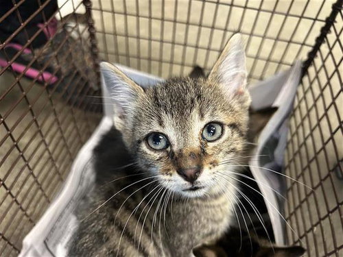 BONITA, a cat for adoption from San Antonio Animal Care Services