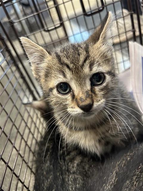 BENICIA, a cat for adoption from San Antonio Animal Care Services