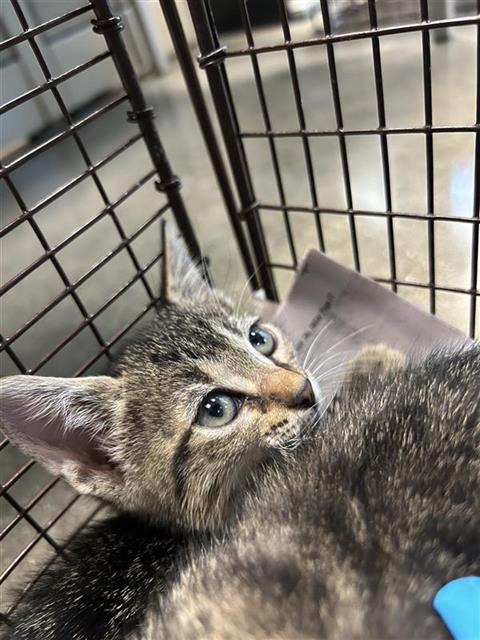 BLANQUITA, a cat for adoption from San Antonio Animal Care Services