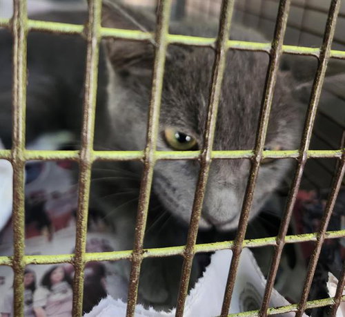 JAZZ, a cat for adoption from San Antonio Animal Care Services