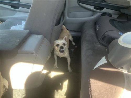 RAMSES, a dog for adoption from San Antonio Animal Care Services